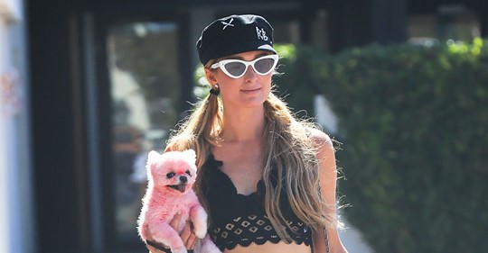 Skurriler Anblick: Paris Hilton mit pinkem Hund unterwegs