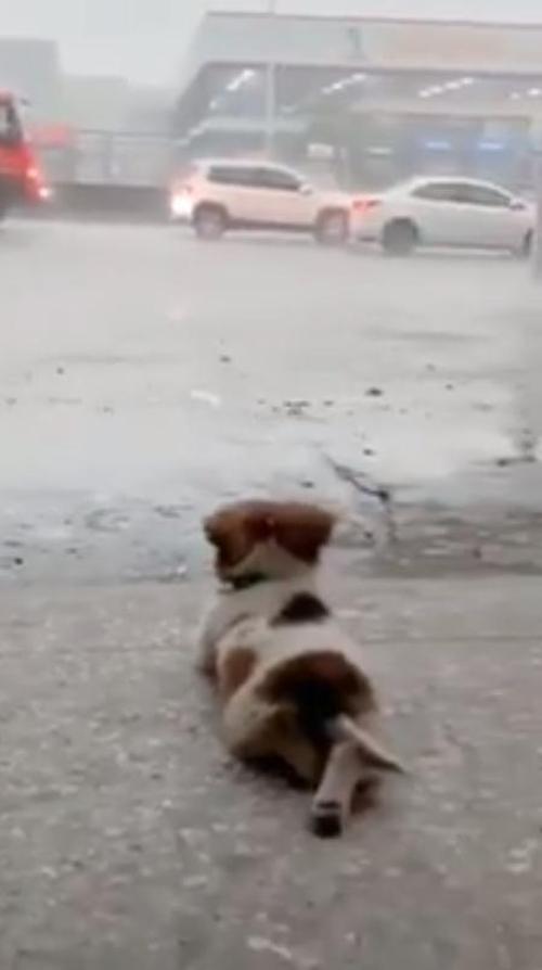 Kleiner Hund stiehlt den Menschen auf der ganzen Welt die Herzen, indem er ruhig den Regen beobachtet