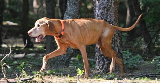 Todkranker Hundeopa auf Straße entsorgt: Hilfeschrei vom Tierheim geht unter die Haut!