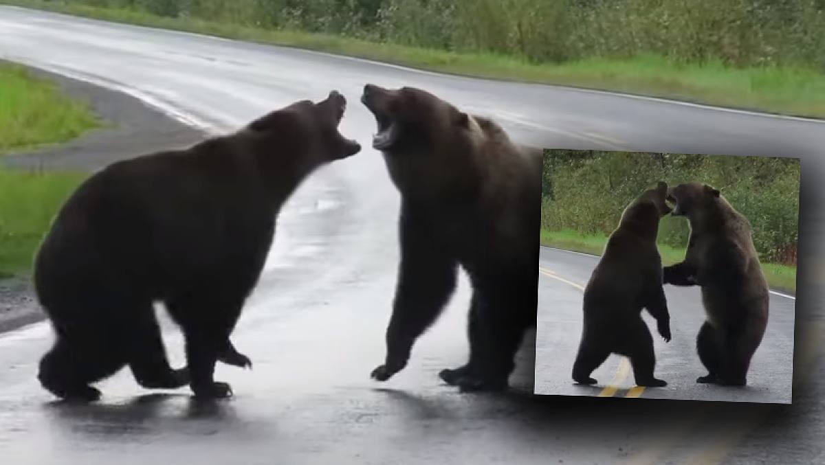 Erbitterter Kampf: Zwei Grizzly Bären gehen auf dem Highway plötzlich aufeinander los