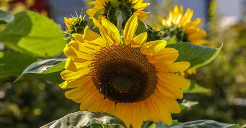Sonnenblumen richtig säen, vorziehen und pflegen