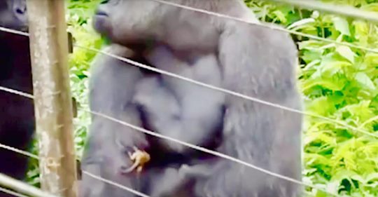 Sanfter Gorilla führt rührende Freundschaft mit Buschbaby-Nachbarn