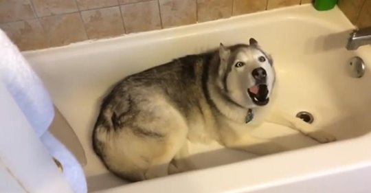 Husky fordert seine Besitzerin auf, ihn zu baden, und regt sich auf niedlichste Weise auf, als sie Nein sagt