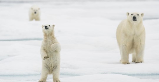 NEUE STUDIE WARNT Eisbären in 80 Jahre ausgestorben