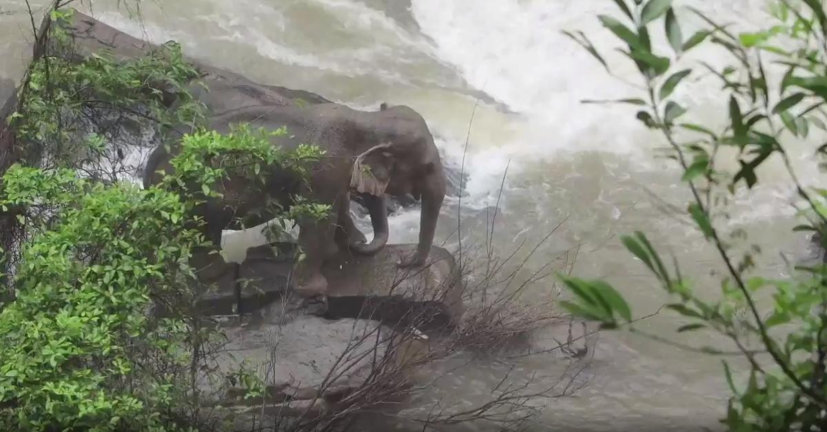 Elefantenherde stürzt Wasserfall hinab - sechs Tiere ertrinken, zwei werden gerettet
