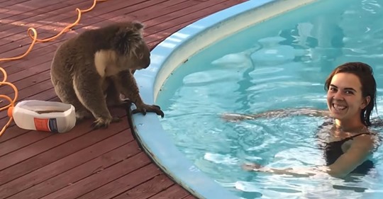 Ein Koala schleicht sich einen Garten und geht mit einem Mädchen in deren Pool auf Kuschelkurs