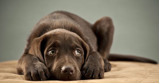 5 Dinge, mit denen Du die Gefühle Deines Hundes unbemerkt verletzt