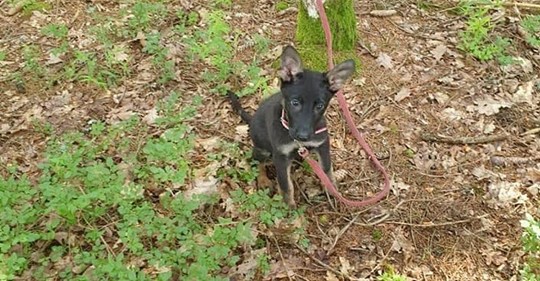 Unbekannter setzt blinden Hundewelpen im Wald aus