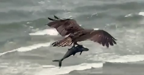 Hai in der Luft: Greifvogel wird dabei gefilmt, wie er haifischartigen Fisch in der Luft über einen Strand trägt