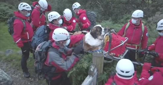 16 Helfer retten Bernhardiner vom höchsten Berg Englands