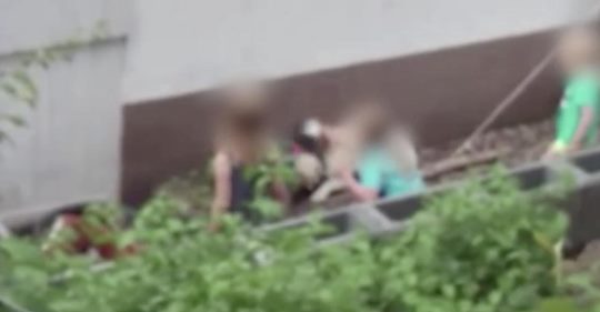 Kinder prügeln mit Metallnapf auf Familienhund ein - warum Peta das Video jetzt zeigt