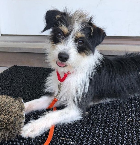 Liev Schreiber adoptierte einen süßen Welpen, nachdem sein Hund Woody nach einem Autounfall gestorben war