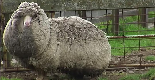 Shaun das Schaf ist durch die Wildnis gewandert und hat sich so 6 Jahre lang vor dem Scheren gedrückt