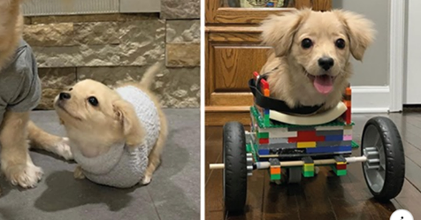 12-jähriger Junge baut einen Rollstuhl für Hundewelpen mit 2 Pfoten. Was für rührende Bilder!