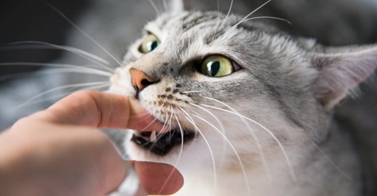 5 Gründe, warum deine Katze dich plötzlich beißt