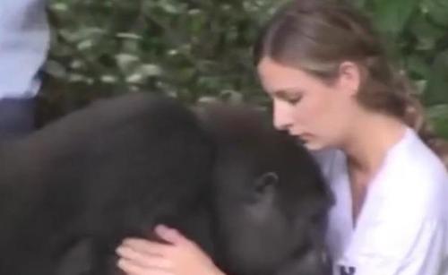 Ein Kind wächst mit Gorillas groß   Zwölf Jahre später treffen sie sich wieder