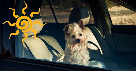 Hund im heißen Auto: Darf ich die Scheibe einschlagen?