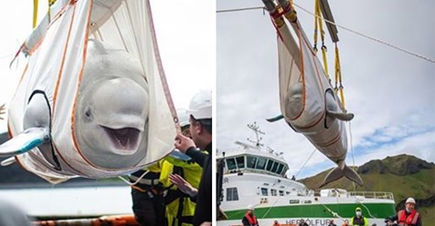 Zwei weiße Belugawale lächeln, während Tierschützer sie aus Gefangenschaft befreien