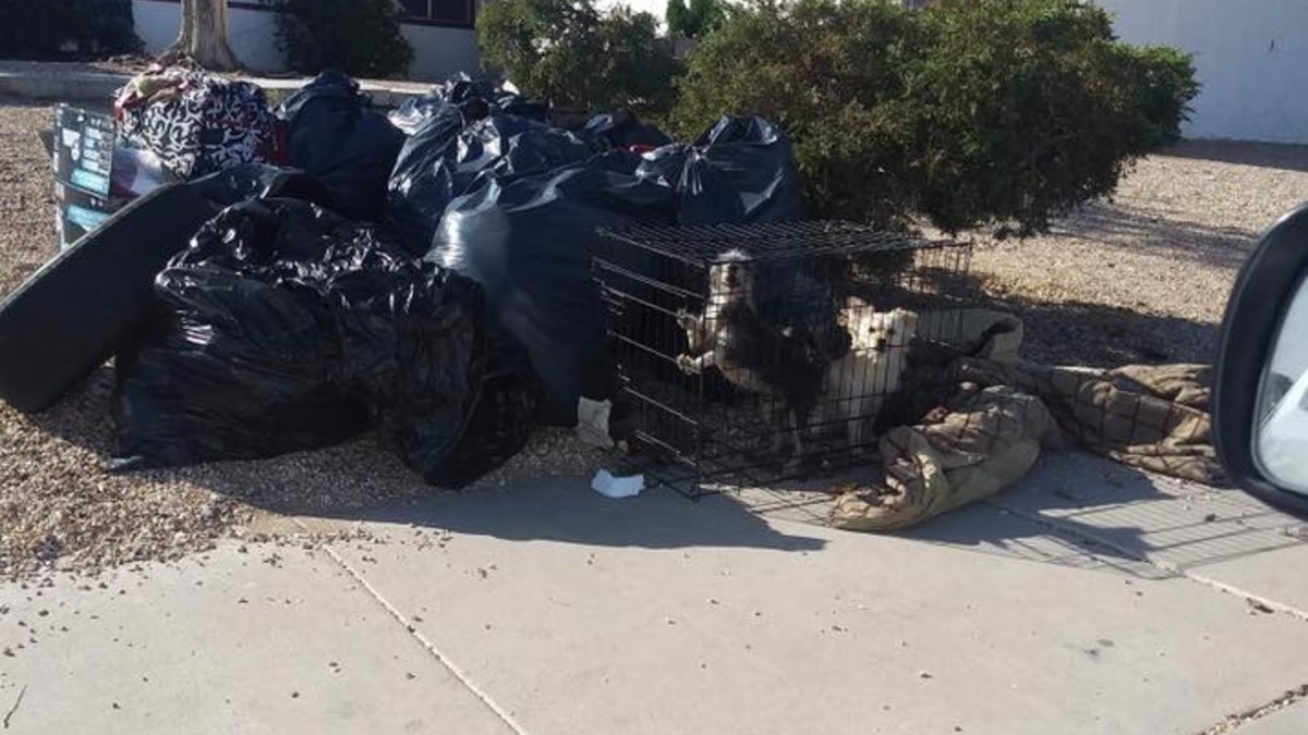 Frau wirft ihre zwei Hunde nach Zwangsräumung in winzigem Käfig in den Müll