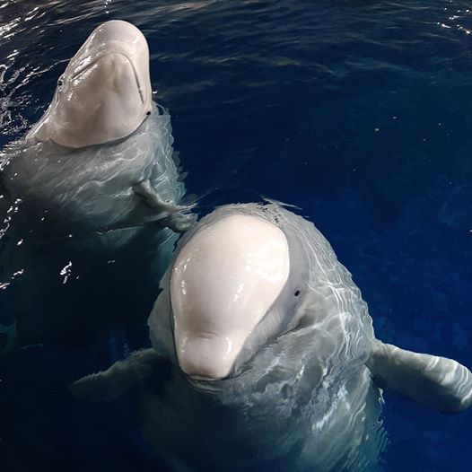 Zwei Beluga Wale vor dem Auftritt als Schautiere im Aquarium gerettet