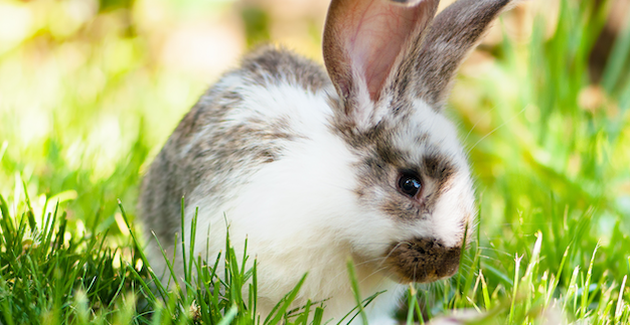 Die Futtergirlande ist ein lustiges Spiel für Ihr Kaninchen zu Hause!