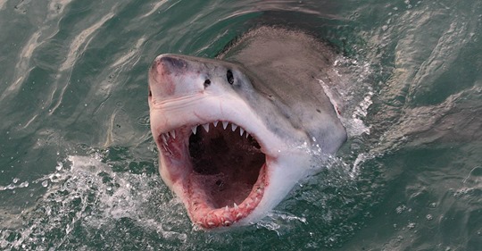 Erstmals auf Film: Gigantischer Weißer Hai ertränkt Buckelwal