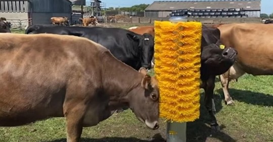 Bauer installiert massive Borsten Bürste in der Nähe der Weide – und die Kühe drehen völlig durch