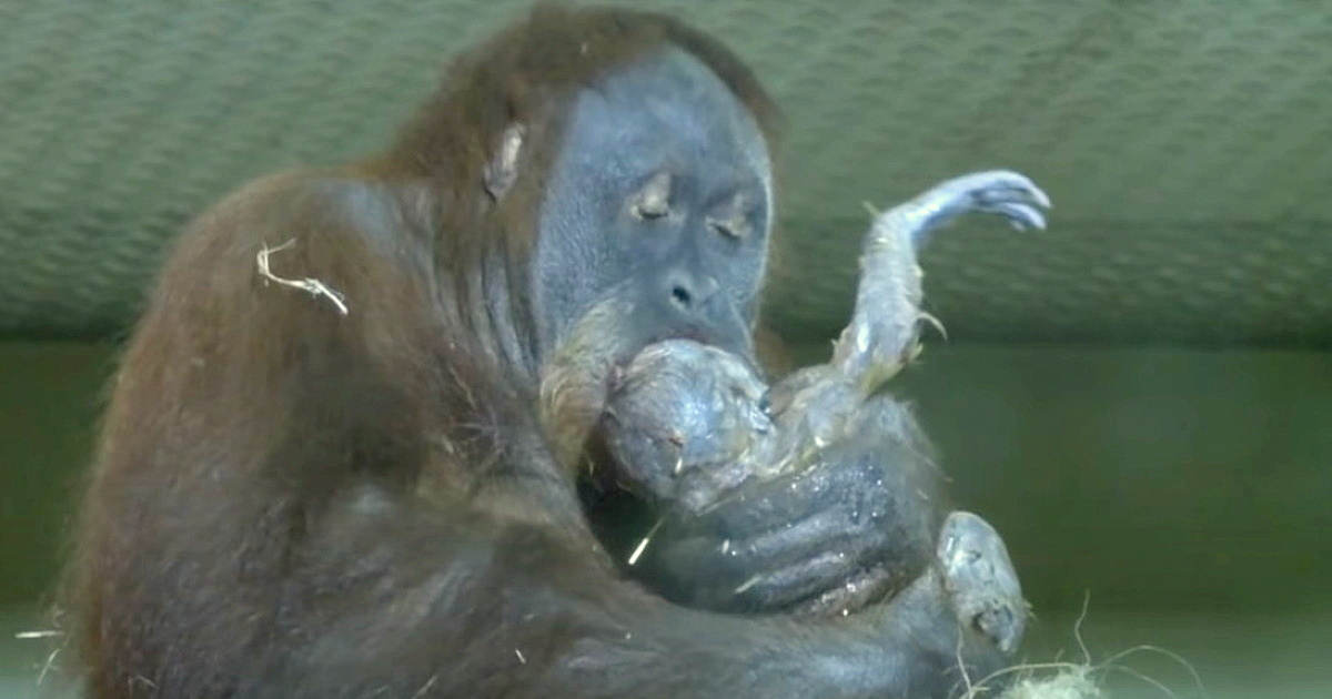 Orang Utan Weibchen, von der man dachte, sie sei unfruchtbar, gebärt Kind – erste Fotos veröffentlicht
