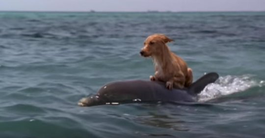 Hund fällt in Kanal und schafft es nicht aus eigener Kraft heraus, lärmende Delfine eilen ihm zu Hilfe