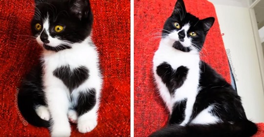 Zoë die Katze wurde mit einem Herzmuster auf ihrer Brust geboren