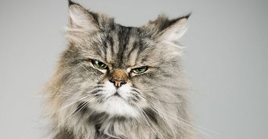 Katze miaut nachts: 7 Tipps gegen Katzenterror
