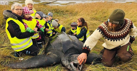 Sensations-Fund: Kinder entdecken riesige Schildkröte an der Nordseeküste