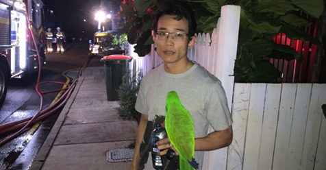 Papagei weckt mitten in der Nacht seinen Besitzer und ruft seinen Namen – warnt ihn vor Hausbrand