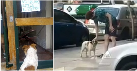 „Lasst den Hund draußen“: Herrchen stirbt & Nachbarn setzen „Bruno“ einfach auf die Straße
