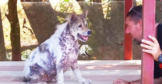 Hund aus Tierheim wird nach vier Jahren adoptiert und tanzt fröhlich