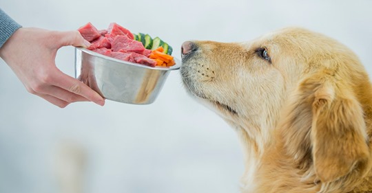 Hund barfen: Was bei der Rohfütterung bedacht werden sollte