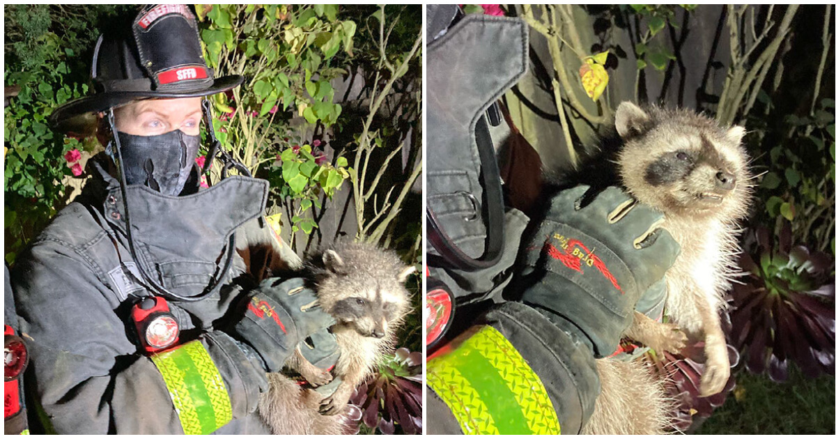 Feuerwehrleute retten verängstigten Baby Waschbär: Mini Bärchen hing in Baum fest