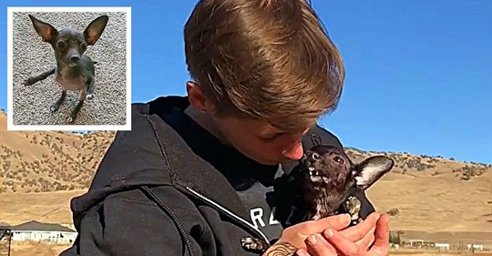 Frau adoptiert eine Hündin mit Missbildungen aus dem Tierheim und die zeigt ihr ihre süße Dankbarkeit