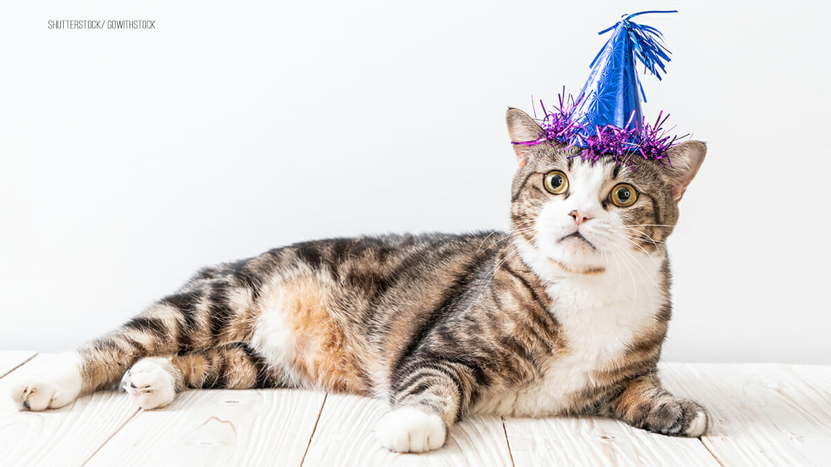 Katzen “feiern“ allein Party – Polizei wird wegen Ruhestörung gerufen