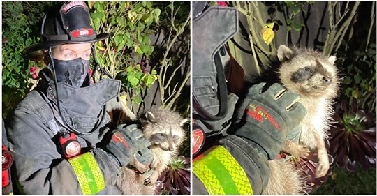 Feuerwehrleute retten verängstigten Baby-Waschbär: Mini-Bärchen hing in Baum fest