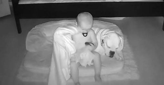 Eine Kamera fängt heimlich einen kleinen Zweijährigen ein, der sich aus dem Bett schleicht, um mit seinem Hund zu kuscheln