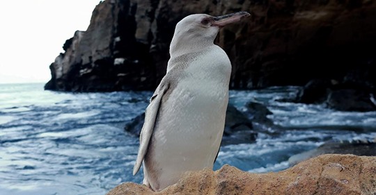 Gendefekt als Ursache: Komplett weißer Pinguin auf Galapagos Inseln entdeckt