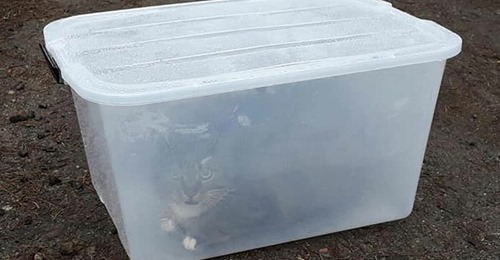 Neustrelitz: Katze wird in Plastikbox ohne Luftlöcher mitten im Wald gefunden – Spaziergänger entdecken sie
