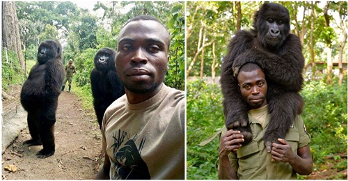 Rührende Fotos zeigen die enge Bindung zwischen verwaisten Gorillas und den Park Ranger, die sie großziehen