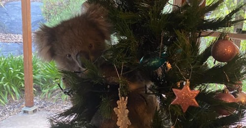 Australische Familie findet Koala in Weihnachtsbaum – die Tier-Auffangstation glaubte ihnen zunächst nicht