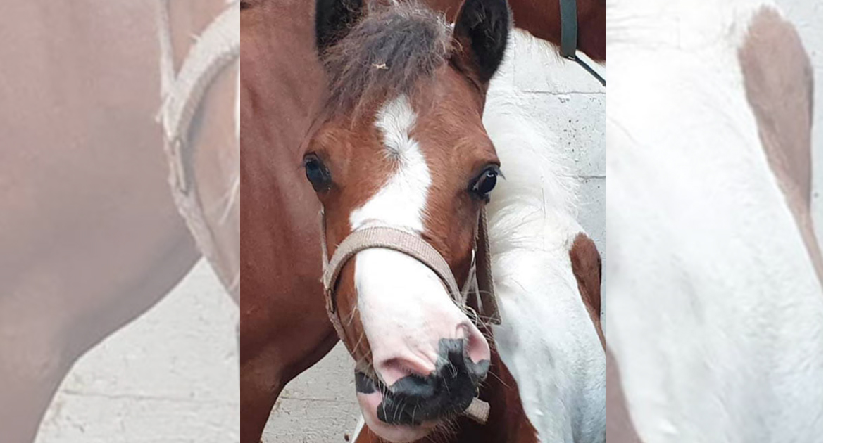 Niedersachsen: Pony kam mit Defekt zur Welt und soll geschlachtet werden – Tierpflegerin rettet sein Leben