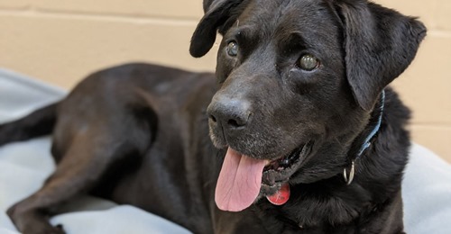 Hunde Opa findet nach 1.134 Tagen im Tierheim endlich ein Zuhause