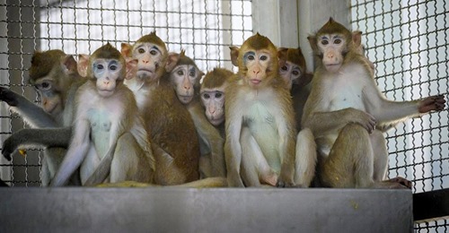 Nasa tötet 27 Labor-Affen an nur einem Tag – Tierschützer entsetzt