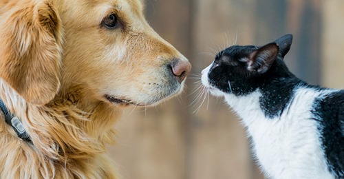 Demenz bei Hunden & Katzen: Wann ist mein Haustier krank?
