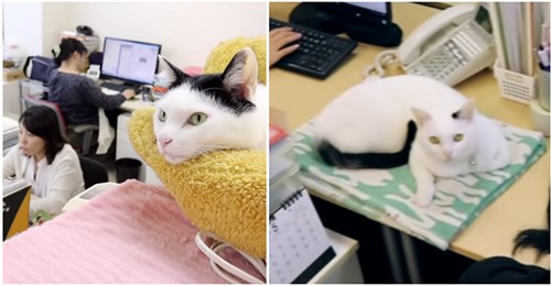 Katzen gegen Arbeitsstress: IT Unternehmen nimmt 9 einsame Straßenkatzen in Büro auf